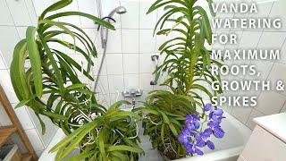 Vanda Watering - Maximum Results With Minimum Effort For Home Growers