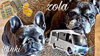 Binki the greedy frenchie … LOTTERY WIN MOTORHOME  Anglesey Abbey #frenchbulldog #fiatducato