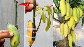 High technology uses green bananas to propagate fast growing mangoes