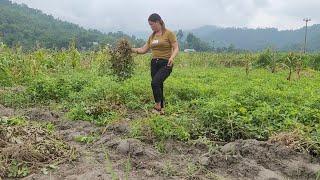 Picking luffa to sell at the market tending corn gardens and living freely in the deep forest