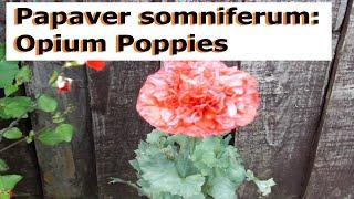 Papaver somniferum Opium Poppies - UK Guide