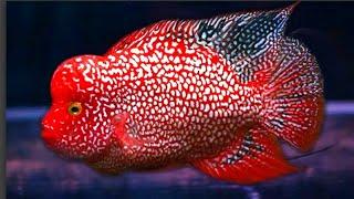 10 Jenis ikan Hias Air Tawar Warna Merah