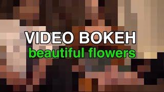 VIDEO BOKEH beautiful flowers