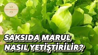 SAKSIDA MARUL NASIL YETİŞTİRİLİR?