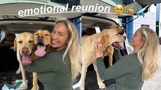 WE FLEW OUR DOGS TO AMERICA *Emotional Reunion*