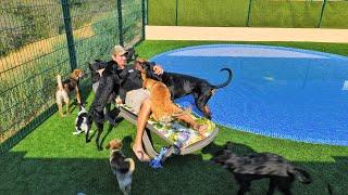 Rescued Dozens of Stray Dogs and Built Swimming Pool for them... Love Furry Friends Shelter