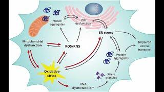 Mitochondria + Oxidative Stress + Aging Athletes with Coach Debbie Potts