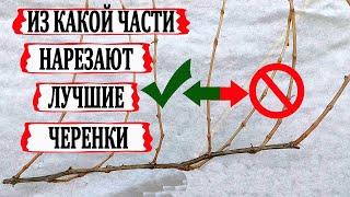  Как ПРАВИЛЬНО НАРЕЗАТЬ и ЗАГОТОВИТЬ ЧЕРЕНКИ ВИНОГРАДА для укоренения. Какие ВЫБРАСЫВАЕМ В МУСОР.