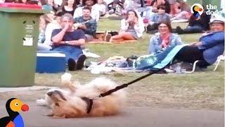 Dog PLAYS DEAD to Avoid Going Home While Park Crowd Watches  The Dodo