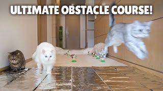 Ultimate Cat Obstacle Challenge  Kittisaurus