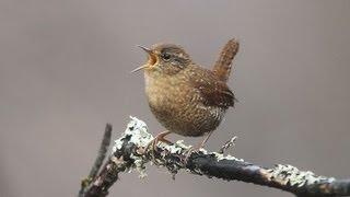 Winter Wren Singing