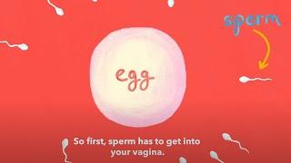 How long does it take to get pregnant after sex?  Planned Parenthood Video