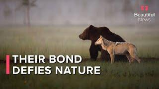 This unlikely friendship between a grey wolf and brown bear defies nature  Beautiful News