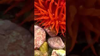 Jellyfish Eaten By Anemone