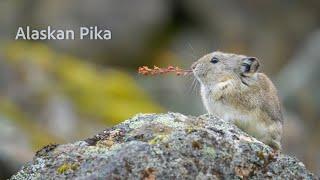 Pika in the mountains Alaska