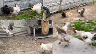 Crazy roosters  Compilation