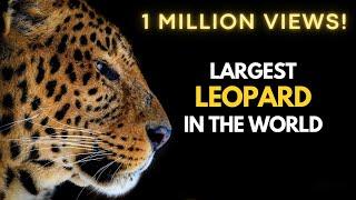 Largest Leopard in the World