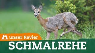 Unterschied zwischen Schmalreh und Ricke  Weibliches Rehwild ansprechen  unser Revier  #59