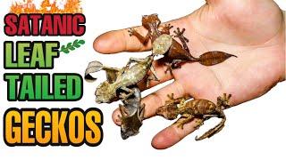 Why did I REHOUSE 16 GORGEOUS leaf-tailed geckos? Uroplatus phantasticus