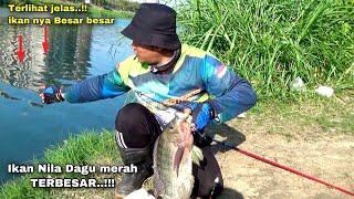 Rejeki Nomplok.. Baru Mulai Mancing langsung dapat ikan Nila Babon dagu merah cantik