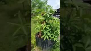 viral  bonsai pule termahal