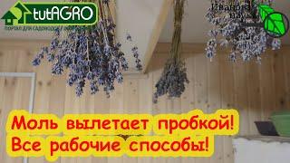 МОЛЬ УЛЕТИТ ПРОЧЬ Все рабочие способы борьбы с пищевой и платяной молью в квартире.