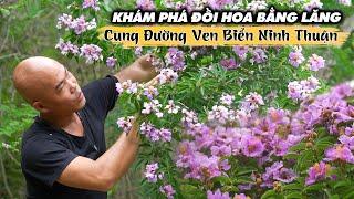 KHÁM PHÁ VẺ ĐẸP HOA BẰNG LĂNG TÍM TẠI CUNG ĐƯỜNG VEN BIỂN SƠN HẢI NINH THUẬN