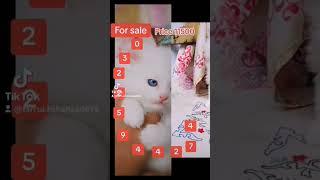 Persian kittens for sale. 2024