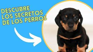  Secretos Asombrosos de los Perros Descubre los Datos Curiosos que no Conocías