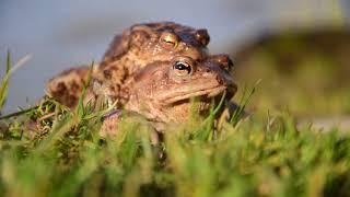 Ropucha Bradavičnatá Bufo Bufo