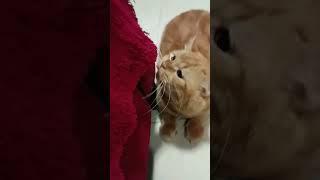 Kucing Oren Berburu Mangsa #cats #cat #animals #animallover #animal #animalshorts #animalsvideo