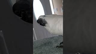 Silly Cockatoo Wants His Tongue Pierced #shorts #cockatoo #cockatootongue