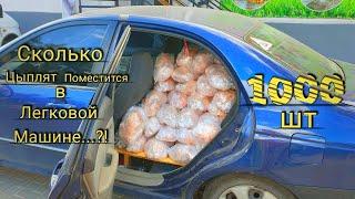 Сколько Цыплят Поместится в Легковой Машине...