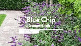 30 Sekunden mit Proven Winners® Buddleja Chip® Blue Chip deutsch