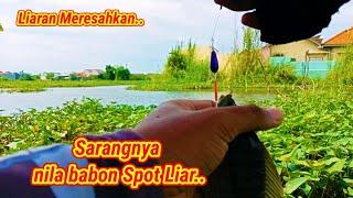 Meresahkan⁉️ entah kenapa Sambaran ikan nila di spot ini semakin ganas  mancing nila liar di rawa