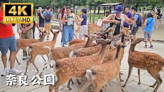 Nara Deer Attack Foreign Tourists  Nara Park 2024  Hilarious Reactions