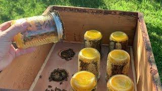 #MasonJar Comb #Honey  #Beekeeping