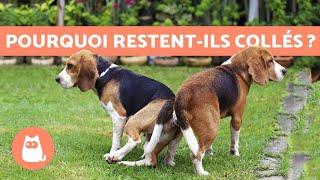 Pourquoi les chiens restent collés après laccouplement ?