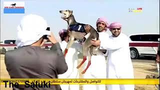 Dubai carreras de galgos