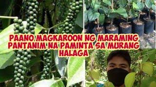 PAANO MAGKAROON NG MARAMING PAMINTA NA PANTANIM SA KAUNTING HALAGA?