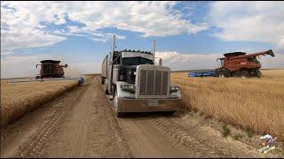 The Best Wheat Harvest Video on YouTube