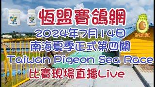 「恆盟賽鴿網」正在直播！2024年南海夏季，第四關，關鍵的一關，現場直播等鴿LIVE，TaiwanPigeonSeaRace