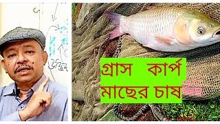 Grass carp culture।  গ্রাস কার্পের চাষ। Abeed Lateef