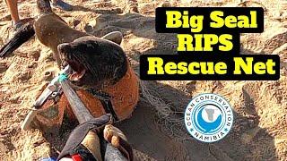 Big Seal RIPS Rescue Net