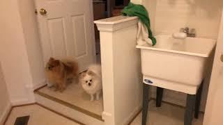 Adorable Pomeranians Delight at Owners Arrival