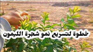 خطوات هامة لتسريع نمو شجرة الليمون بسرعة كبيرة