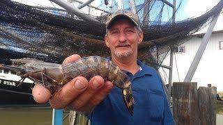 Tiger shrimp invade Louisiana waters