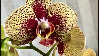 Чармер - орхидея бесподобная Есть в наличии