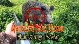 Hunting Boar  Memburu babi hutan