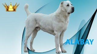 Alabay Alabai Çoban Köpeği Özellikleri - osman çakır